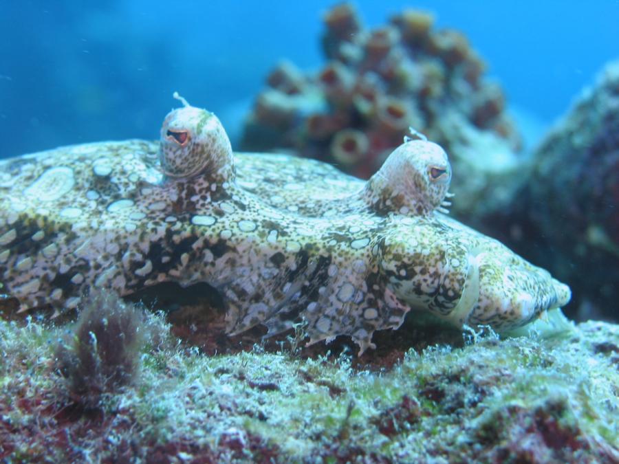 Peacock Flounder