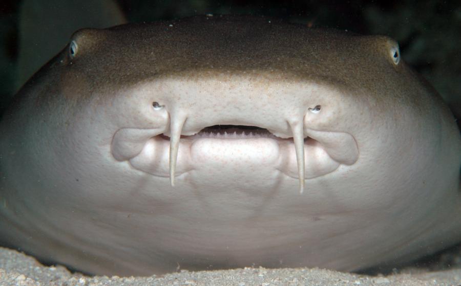 Nurse Shark