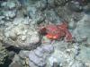 Mating Scorpion Fish