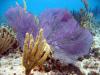 Seafan