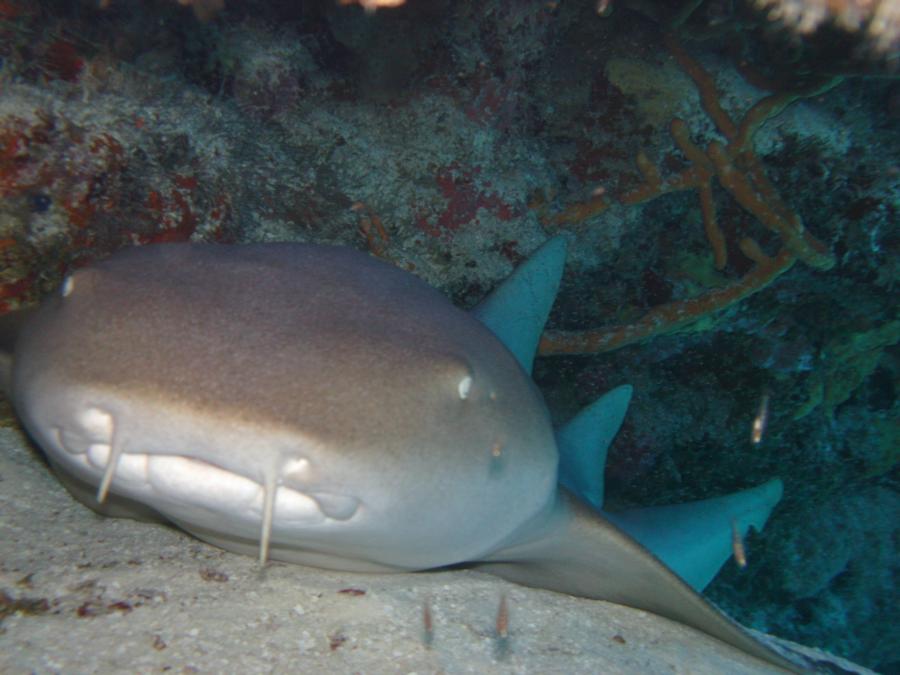 Nurse Shark