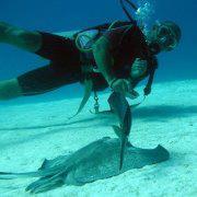 Southern StingRay