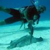 Southern StingRay