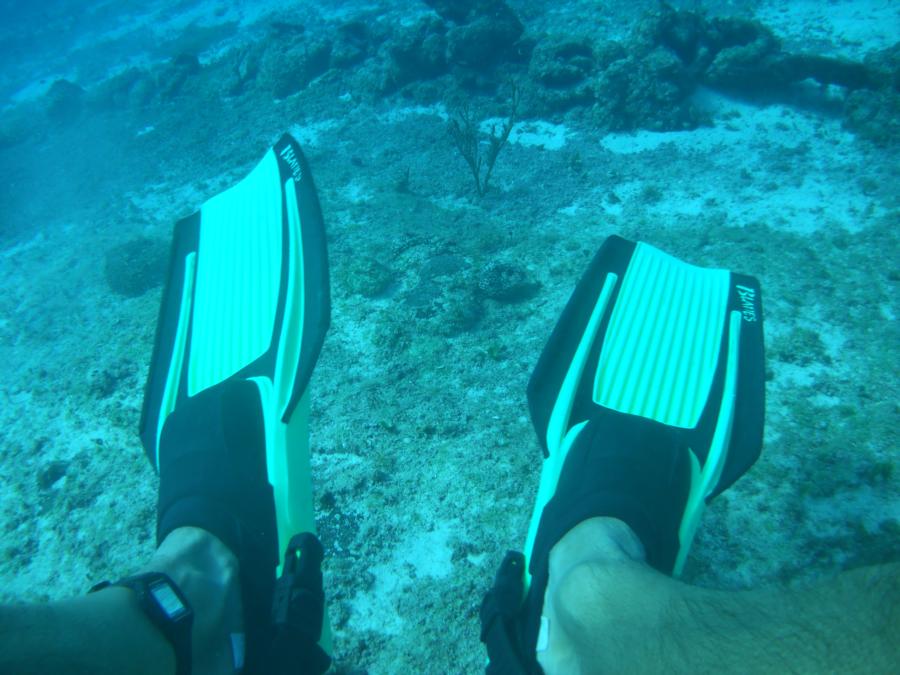 Diver