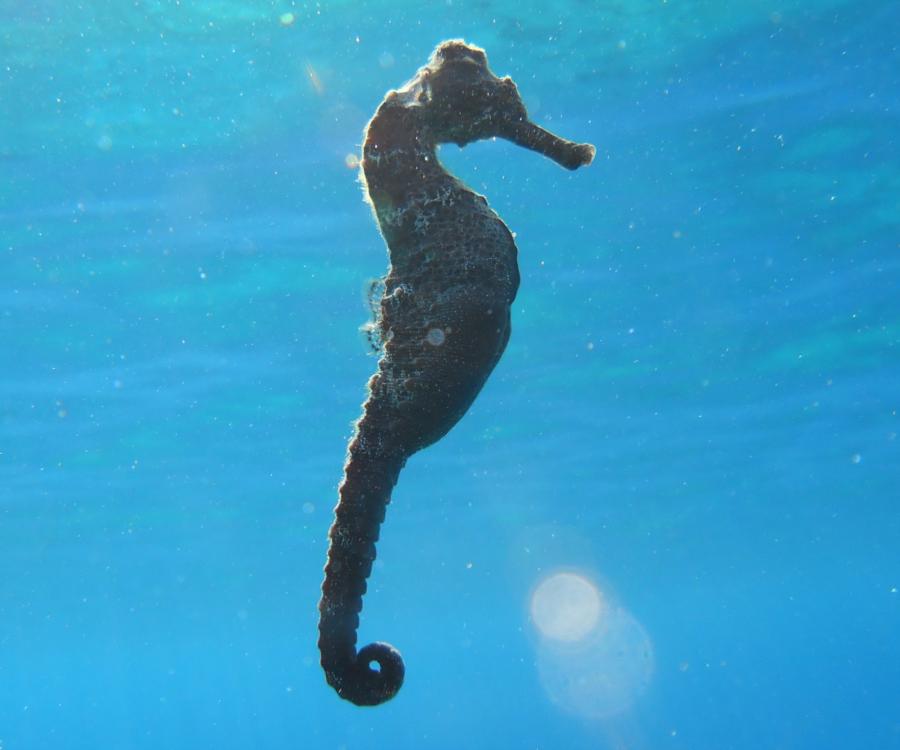 Seahorse