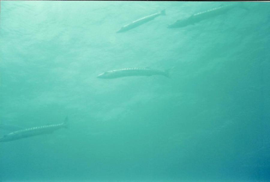 barracudas