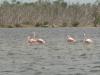 flamingos