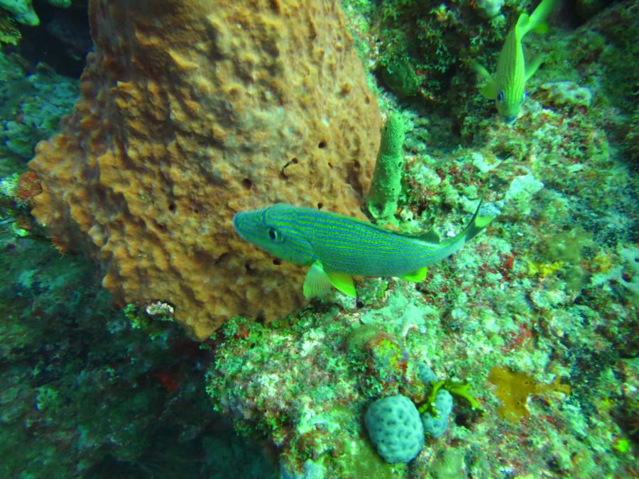 Boynton Beach dive