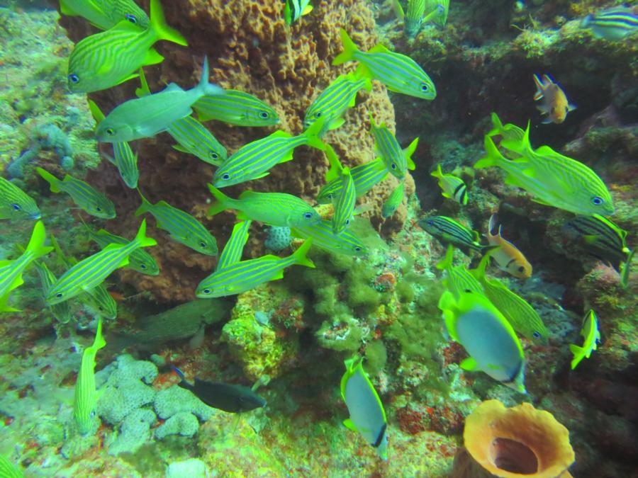 Boynton Beach dive