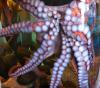 Octopus at Denver Downtown Aquarium