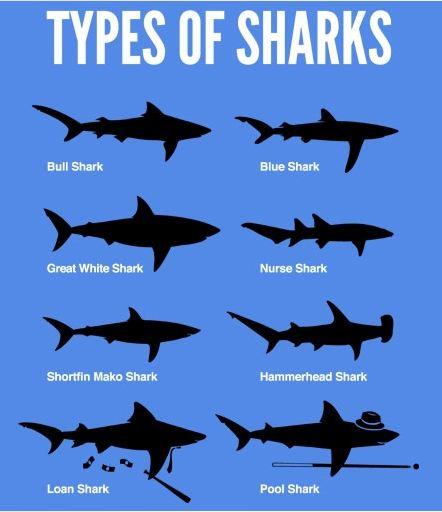 Types Of Sharks Chart