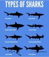 Universal Shark ID Chart