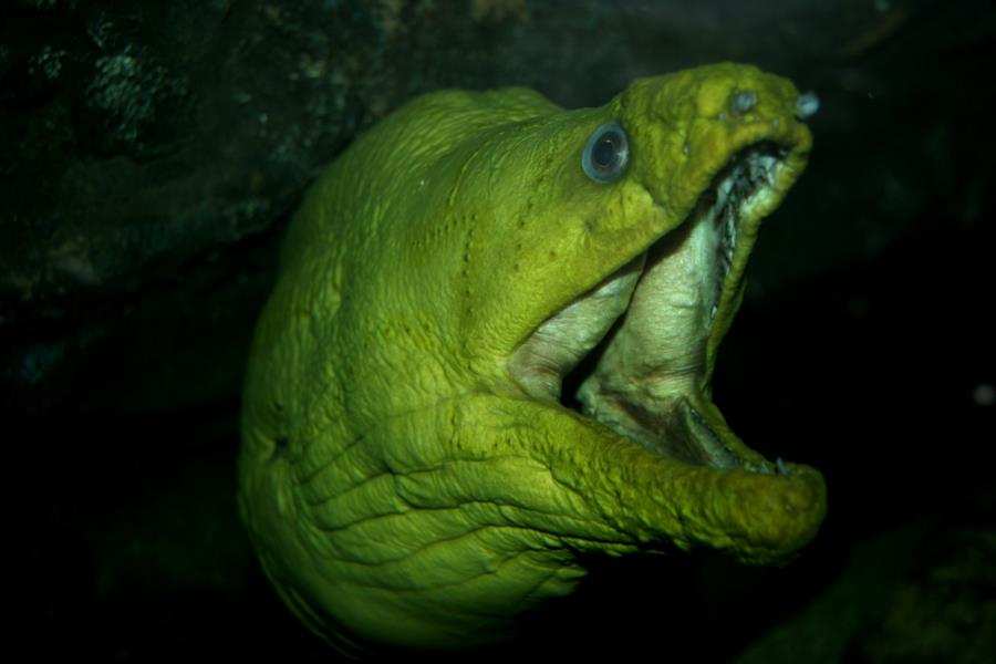 Green Moray