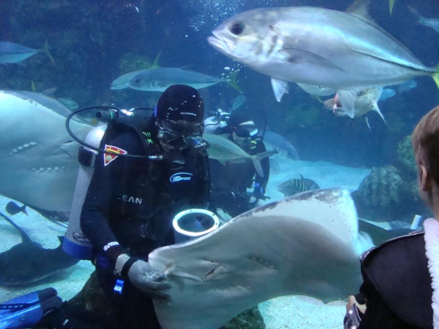 Feeding Time at the Denver Aquarium #2