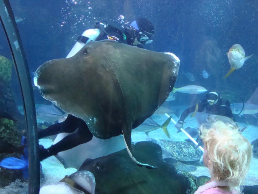 Feeding Time at the Denver Aquarium #4