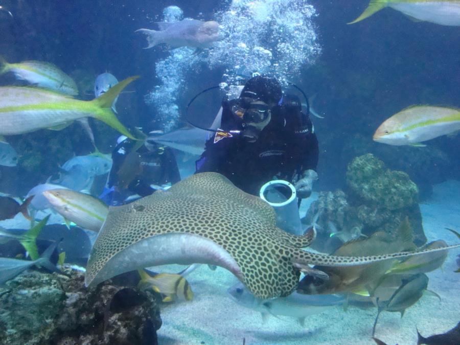 Feeding Time at the Denver Aquarium #5