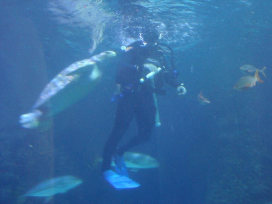 Diver Dave with Donatello