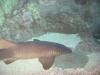 Nurse Shark