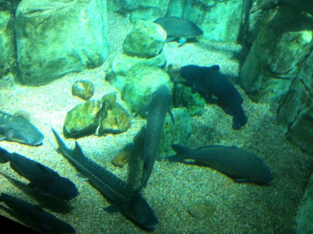 Reservoir Exhibit at the Denver Aquarium