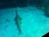 Sawfish at the Denver Aquarium