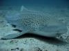 Zebra Shark