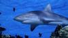 Grey Reef Shark