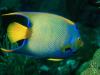 Queen Angelfish