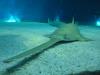 Sawfish