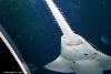 Sawfish