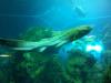 Zebra Shark at Denver Aquarium