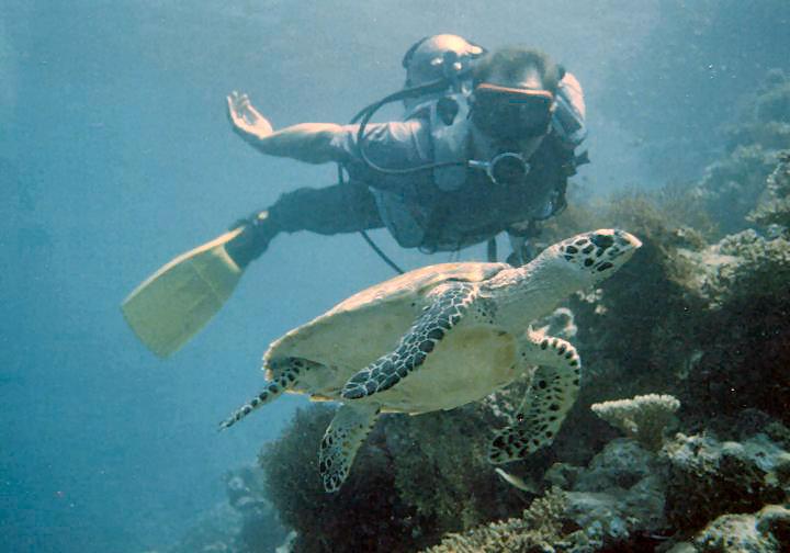 Maldivian Hawksbill