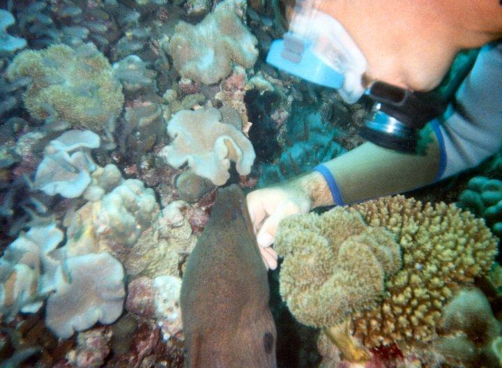 Stroking A Moray