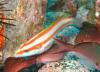 Ascesion Wrasse (F) (Thalassoma ascensionis)