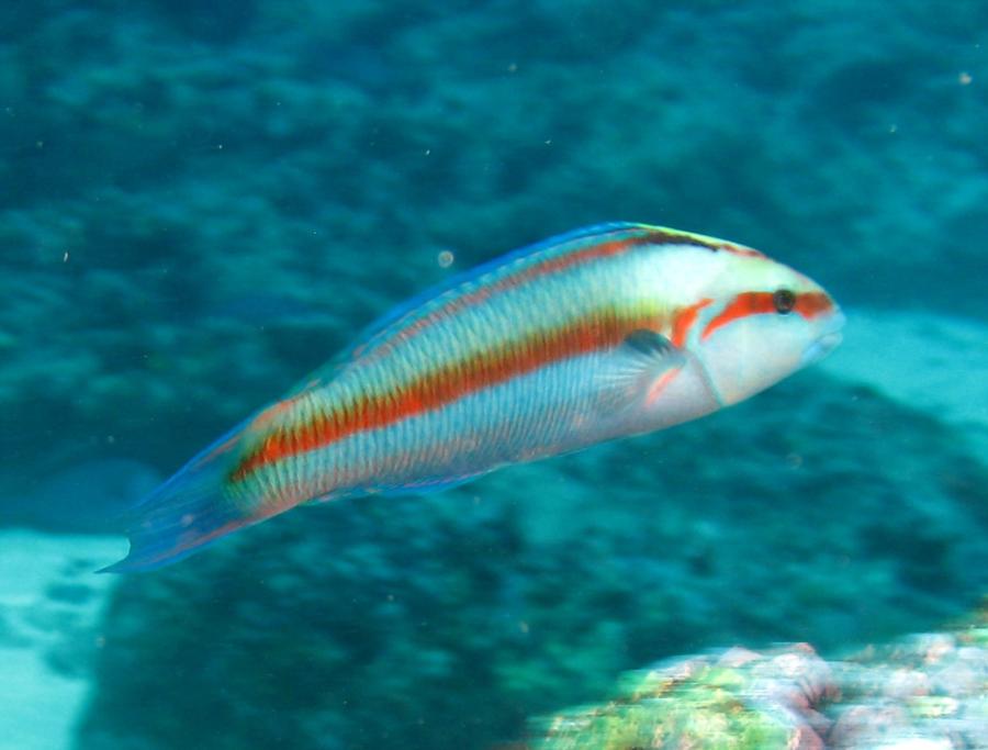 Ascesion Wrasse (M) (Thalassoma ascensionis)