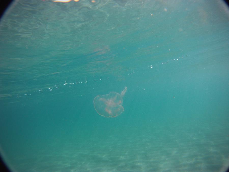 Beach snorkel