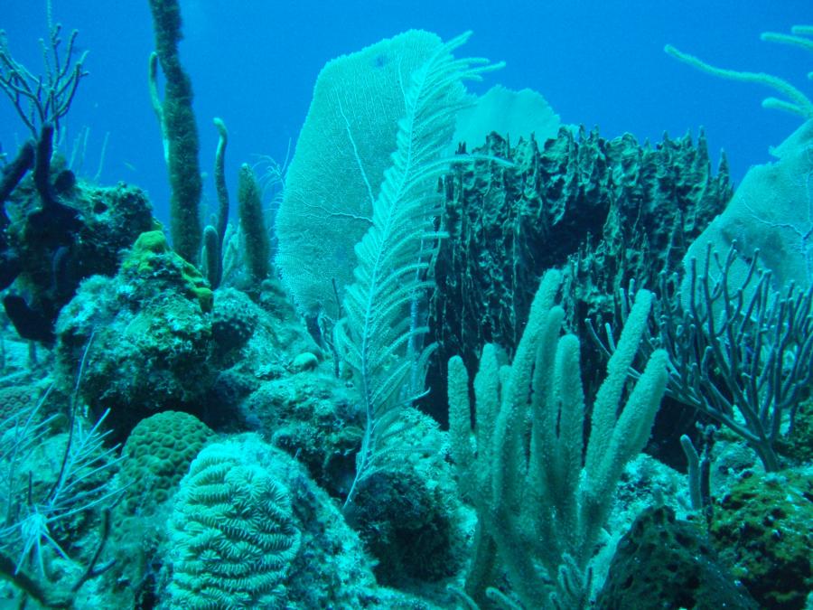 Diving in Guanica PR-2