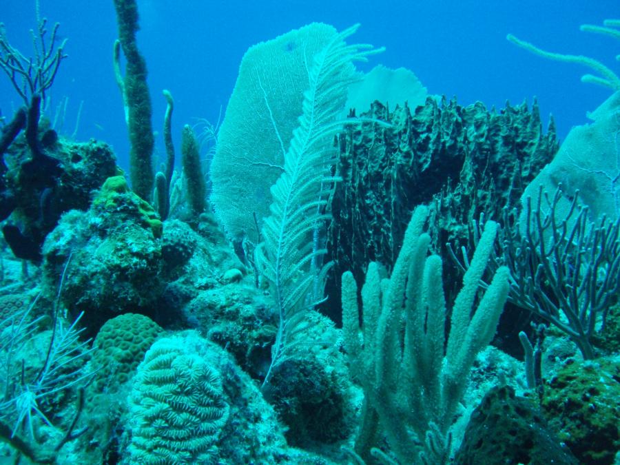 Diving in Guanica PR-2