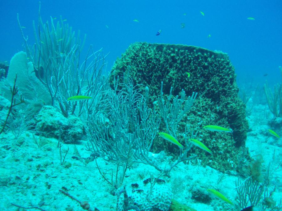 Diving in Guanica PR-3