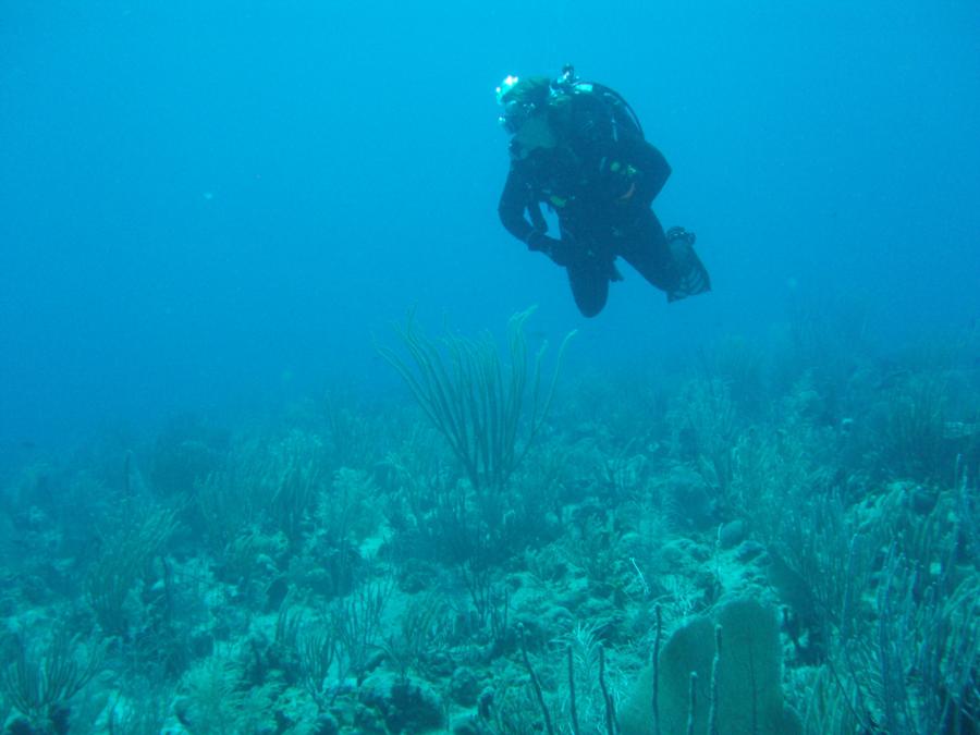 DeAnn (Scuba Dreaming) in Guanica PR