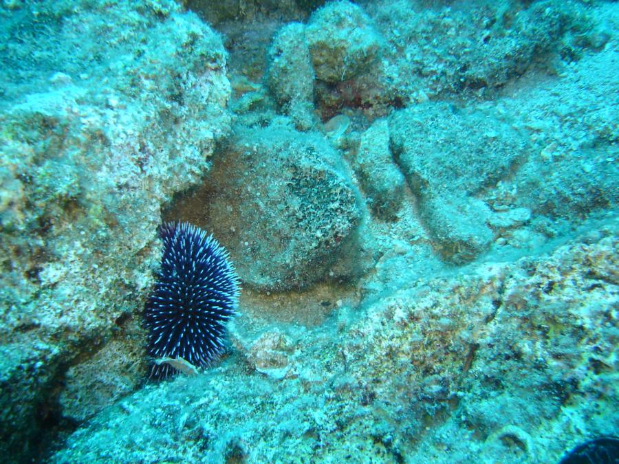 Violet Sea Urchin