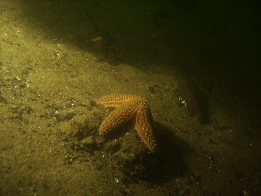 Starfish Pt. Pleasant RR Bridge