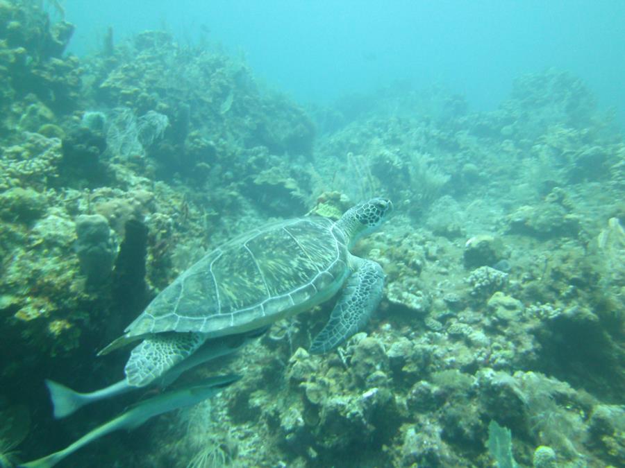 Turtles of Roatan