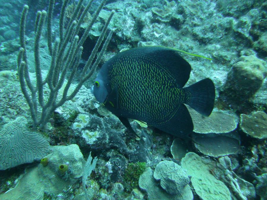 Fish of Roatan