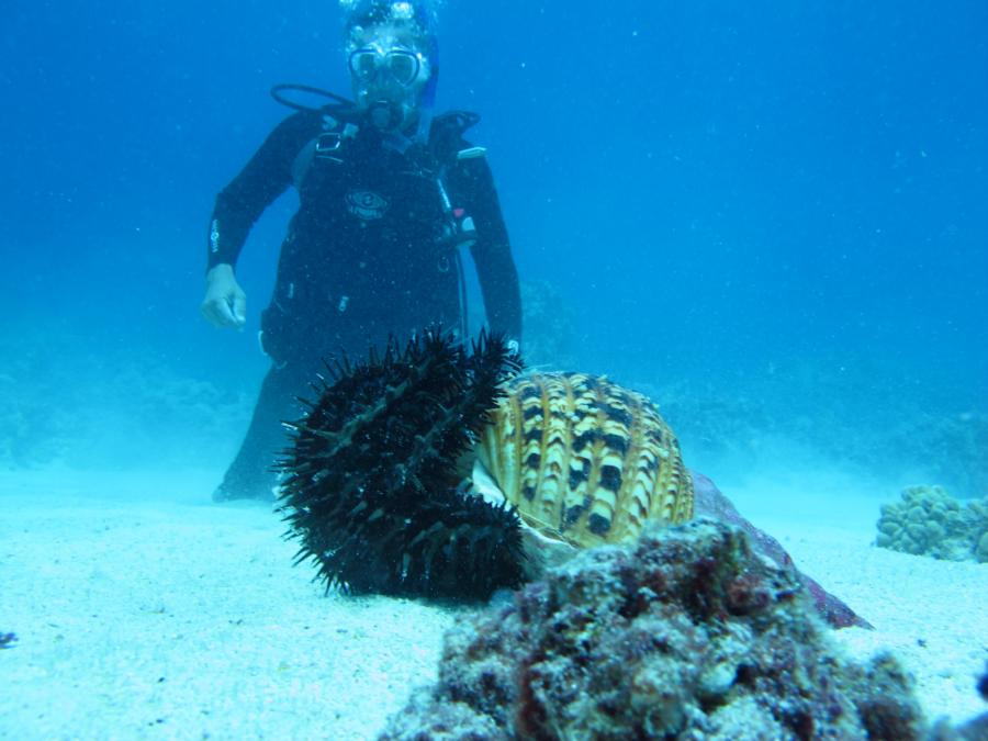 diving off Kona Coast July2012