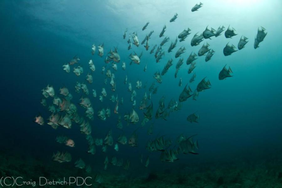 Atlantic Spadefish, Sanctuary Reef