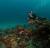 Dive Buddy Maria, Sanctuary Reef
