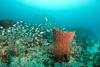 Huge barrel sponges, Sanctuary Reef