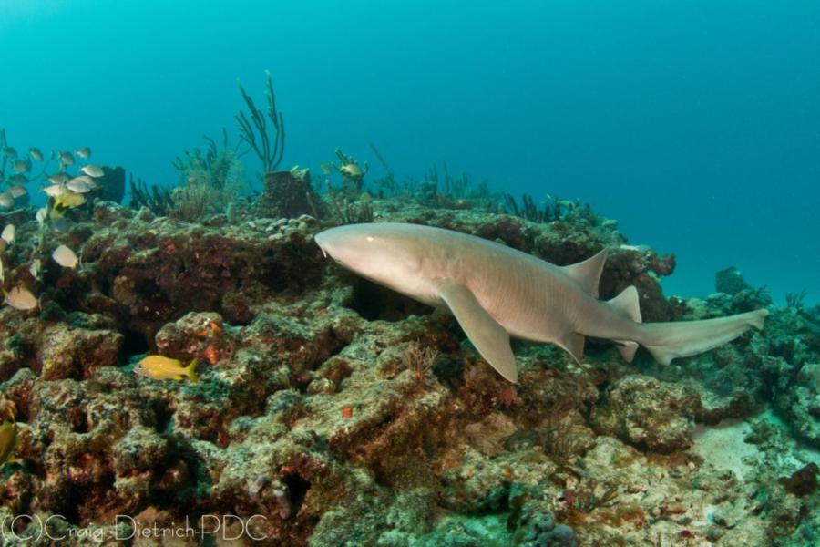 Huge nurse shark, 8 ft., Sanctuary Reef