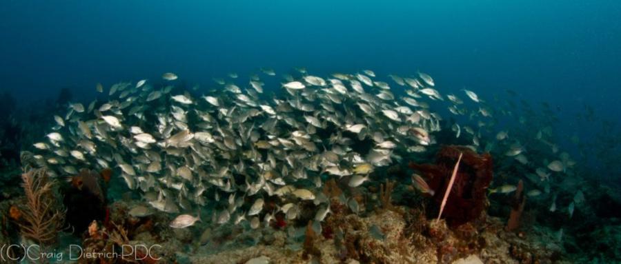 Sanctuary Reef