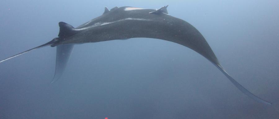 Manta Ray, Socorro Islands